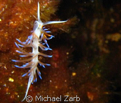 This is a tiny sea slug - I mean super macro, like one ce... by Michael Zarb 